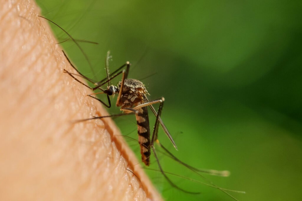 Virus dengue, diffusione, sintomi e sistemi di prevenzione