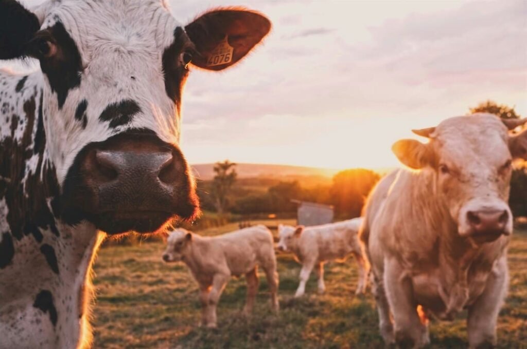 Comprendere la BlueTongue: Un'analisi approfondita della malattia e delle sue implicazioni