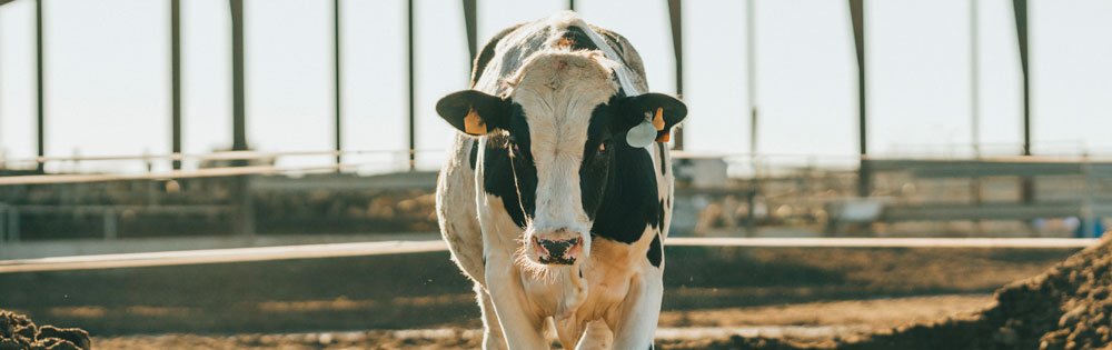 virus bluetongue situazione per i bovini