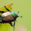 Disinfestazione Popillia Japonica