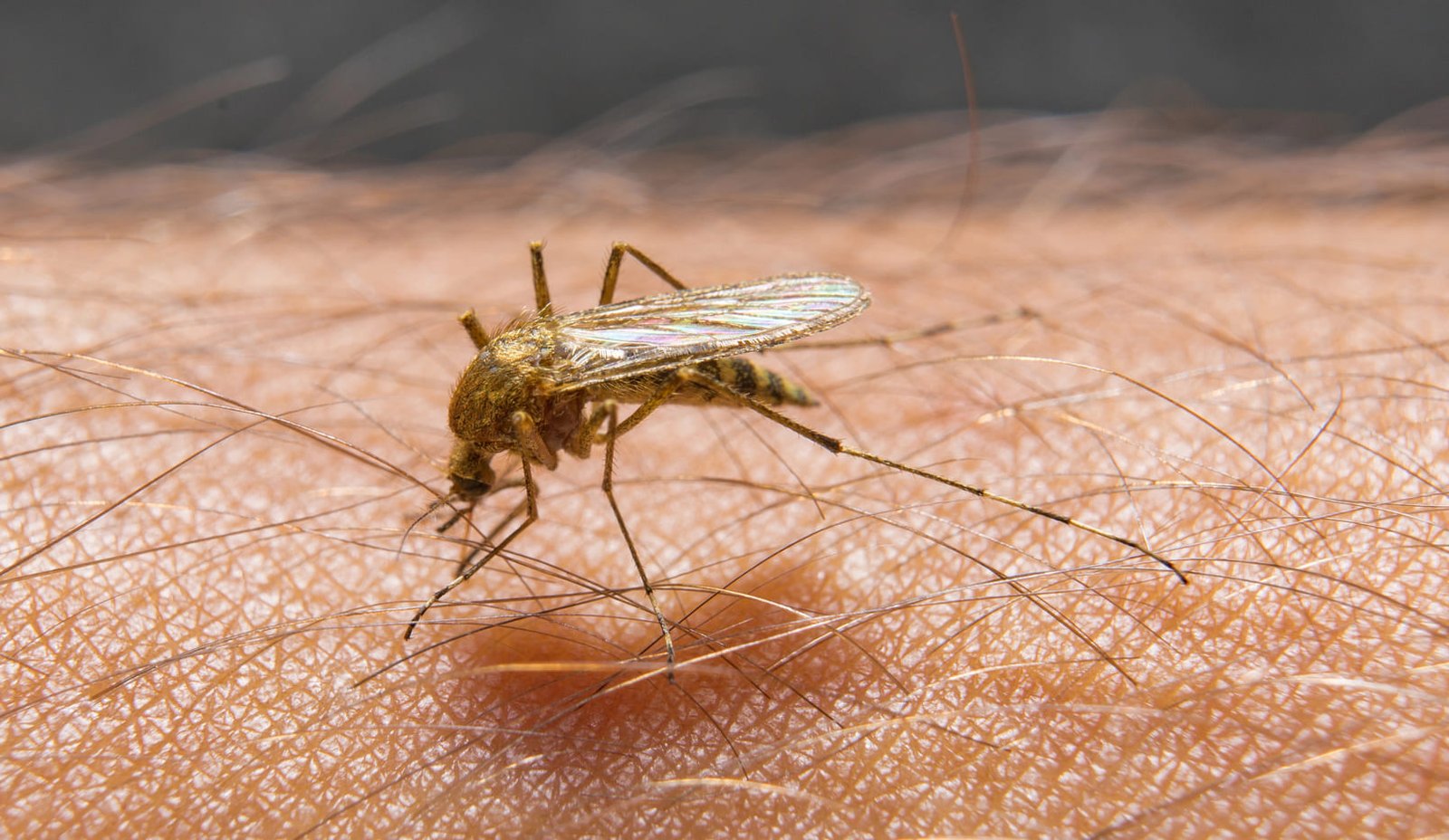 Zanzara del nilo che punge un essere umano e trasmette il virus della west nile.
