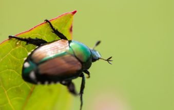 Disinfestazione Popillia Japonica