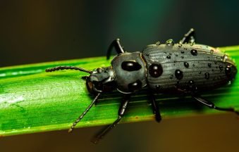 Tenebrione o Tenebrio molitor